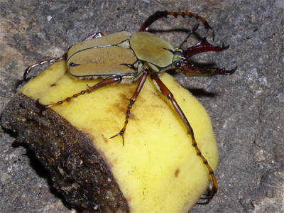 Dicranocephalus wallichi