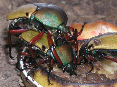Eudicella smithi