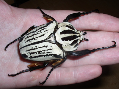 Goliathus orientalis