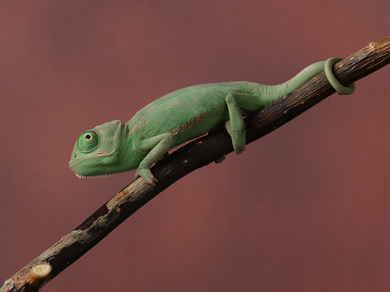 Maly chamelon jemensky