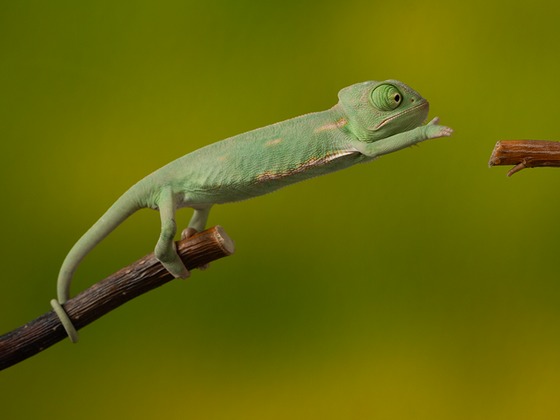 Chameleon jemensky mlade