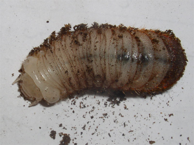 Cerstva larva