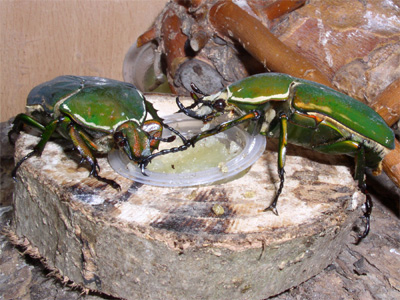 Par Mecynorrhina ugandensis