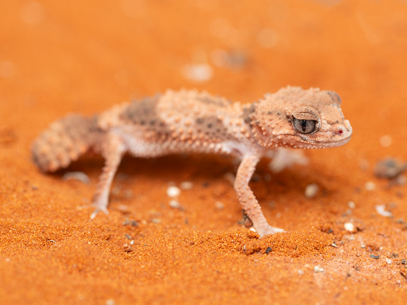 Nephrurus wheeleri cinctus