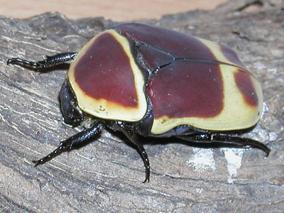 Pachnoda marginata peregrina