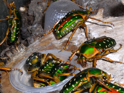 Stephanorrhina guttata