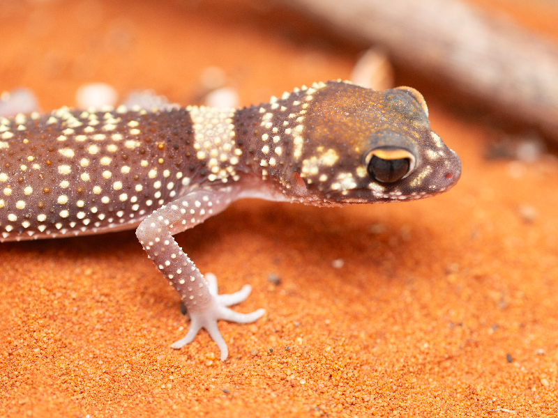 Underwoodisaurus milii