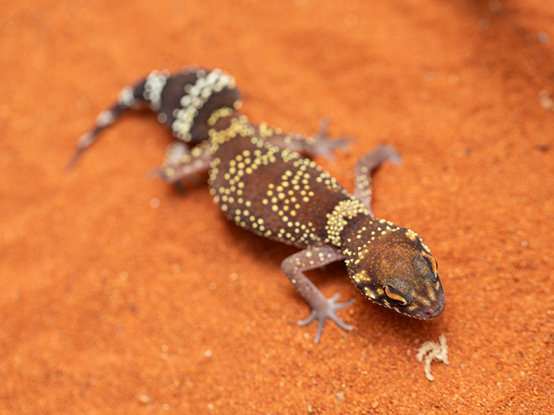 Underwoodisaurus milii