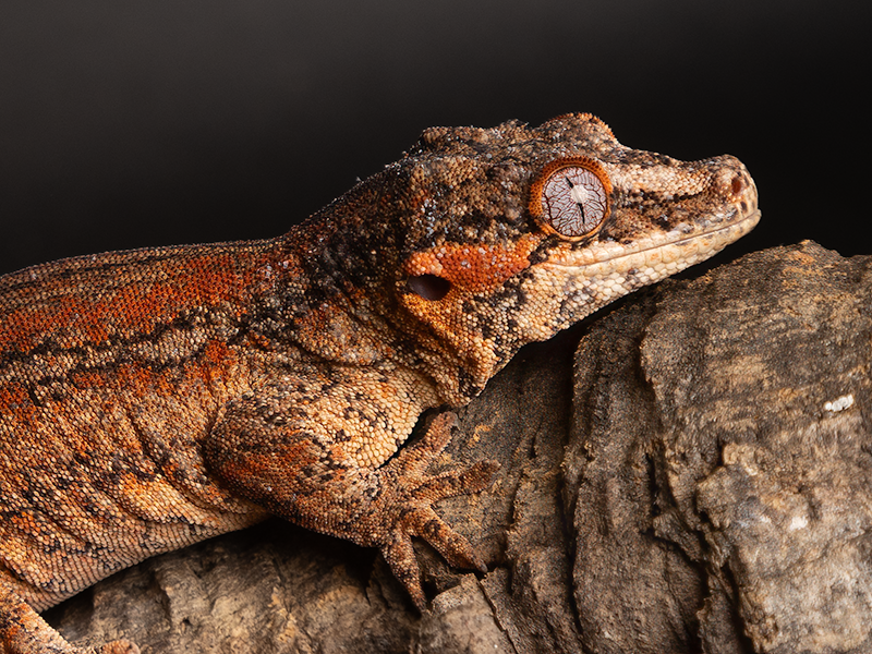 Pagekon hrbolkohlavý