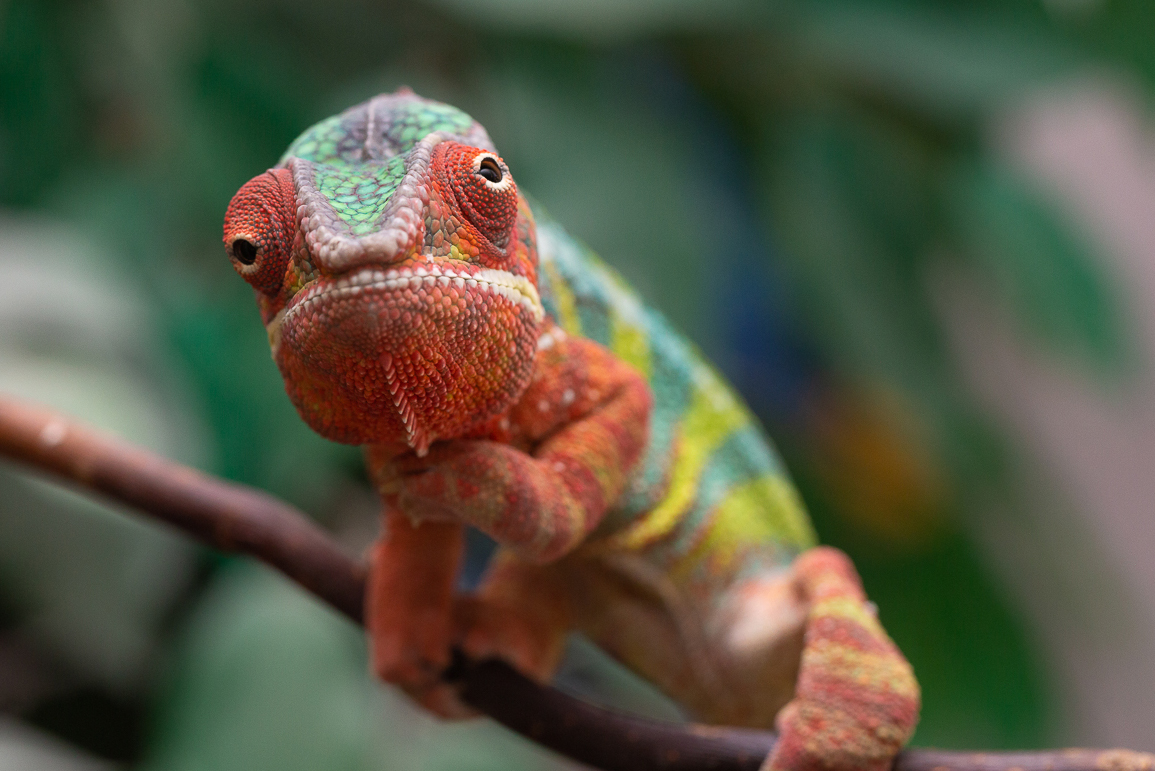 Chameleon