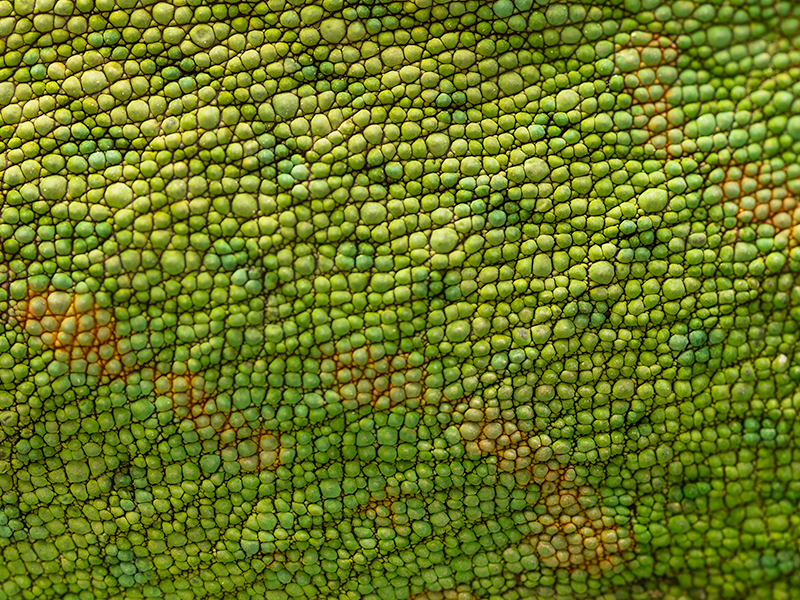 chameleon jemensky detail kůže