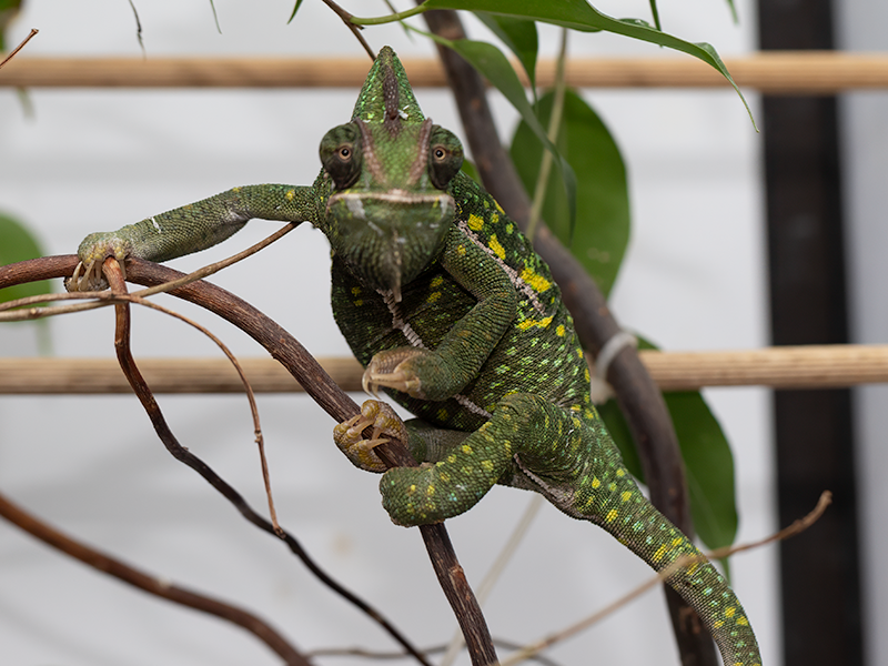 Chameleon jemenský gravidní samice