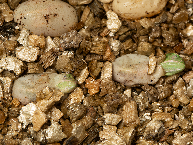 Chameleon jemenský klubající se vajíčka