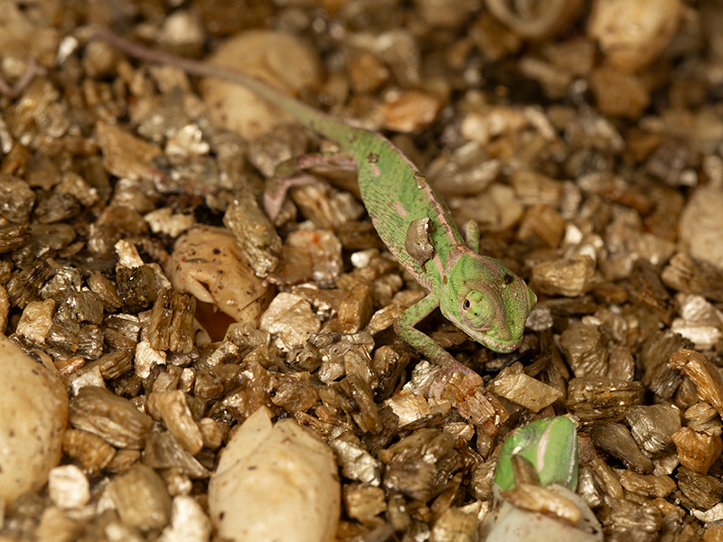 Čerstvě vylíhlý chameleon