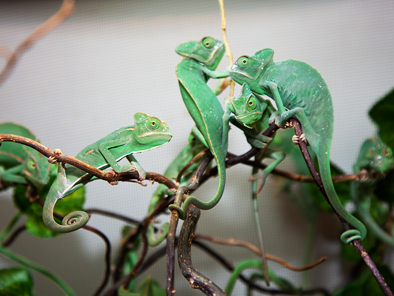 Chameleon jemnský skupina mláďat