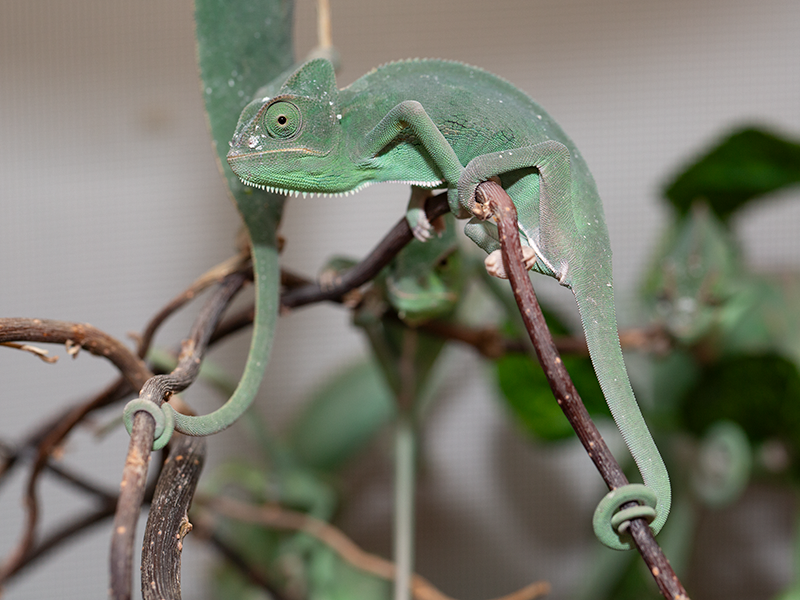 Chameleon jemensky mládě
