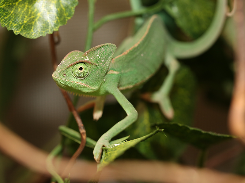 Chameleon jemensky mlade