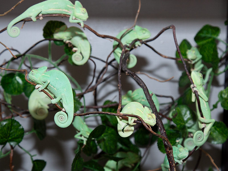 odchovna mladat chameleonu