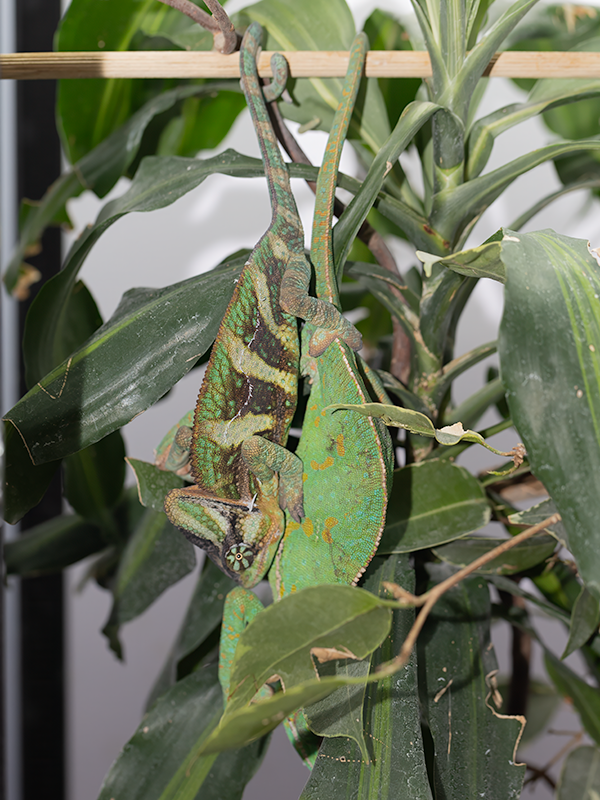 Chameleon jemenský páření