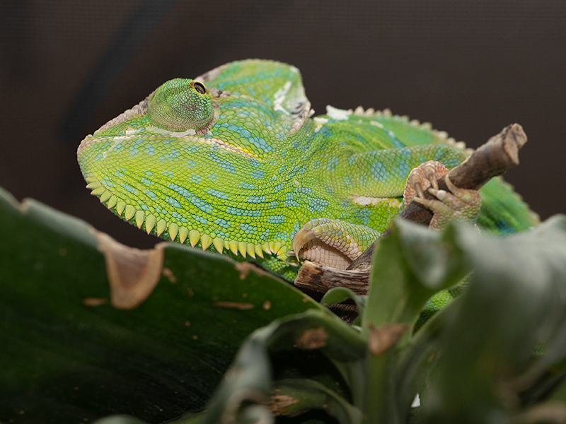 chameleon jemensky samice