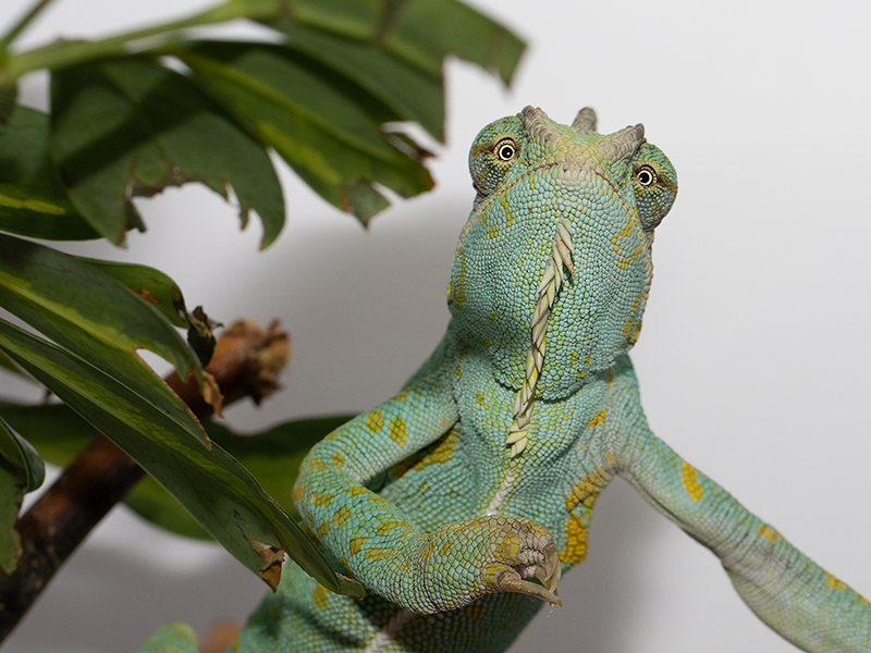 Chameleon jemenský samice