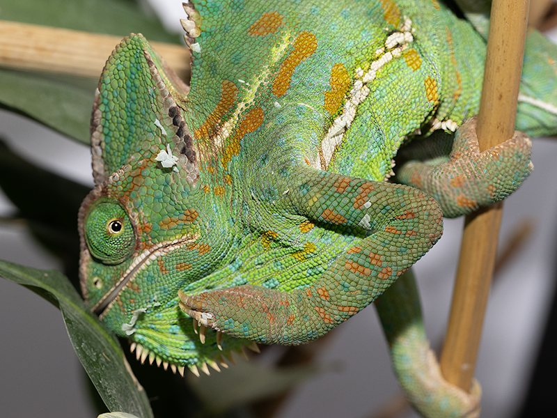 chameleon jemensky samice