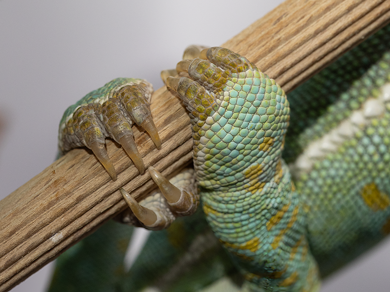 chameleon jemensky nohy