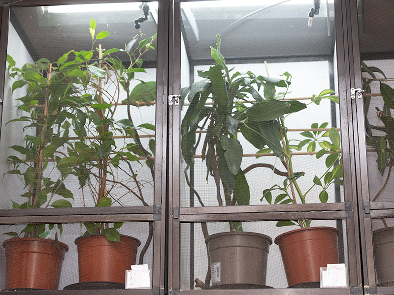 Flexarium s automatickym rosenim