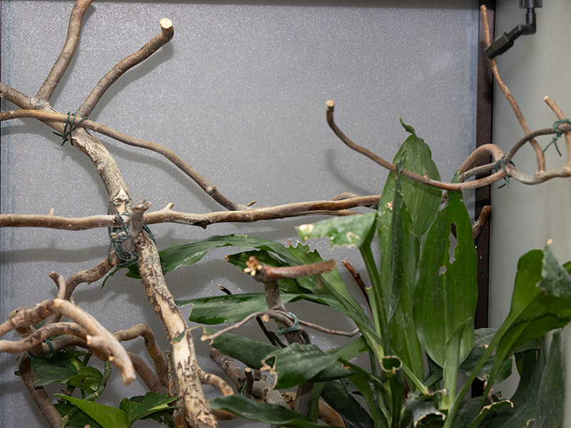 Terarium vyhrivaci vetve