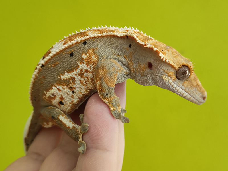 Pagekon řasnatý skvrny