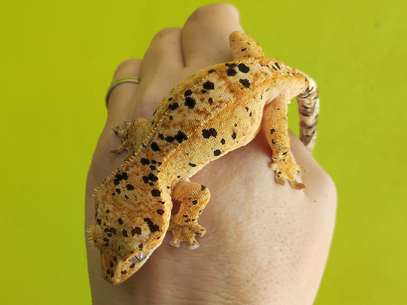 Pagekon řasnatý superdalmatin