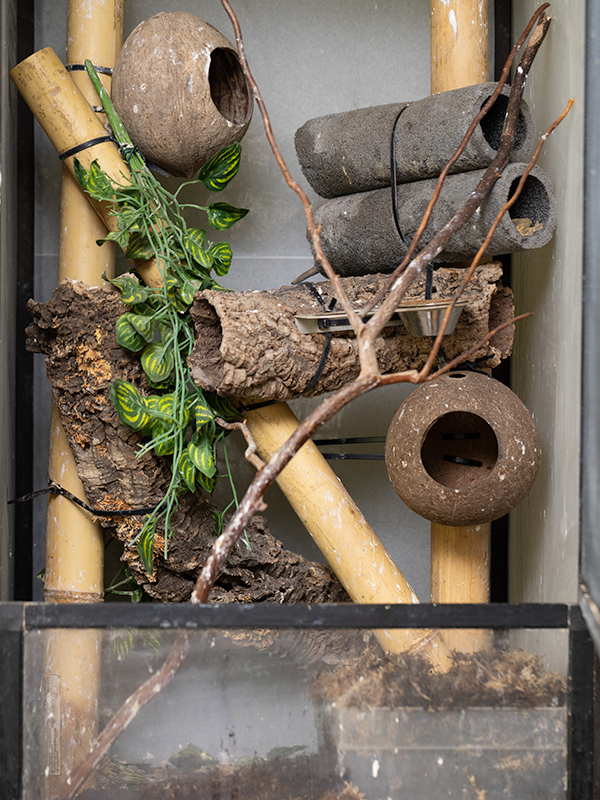 Pagekon řasnatý terárium s kladištěm