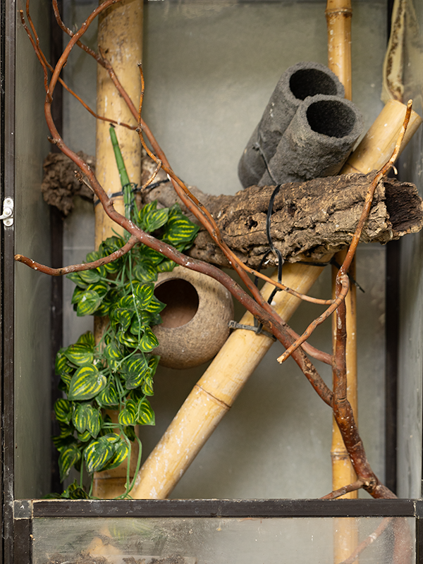 Pagekon řasnatý vnitřek terária