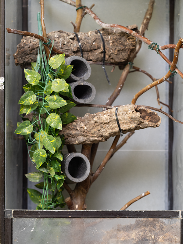 Pagekon řasnatý terárium