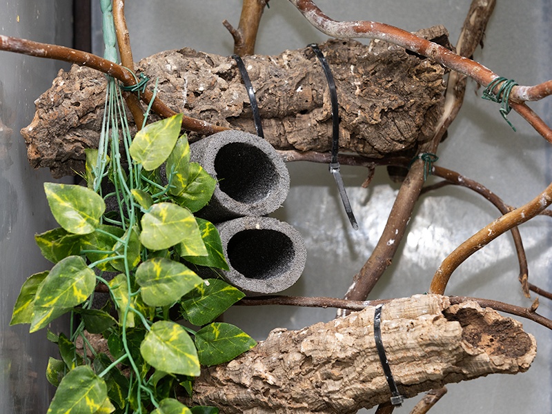 Pagekon řasnatý skrýše