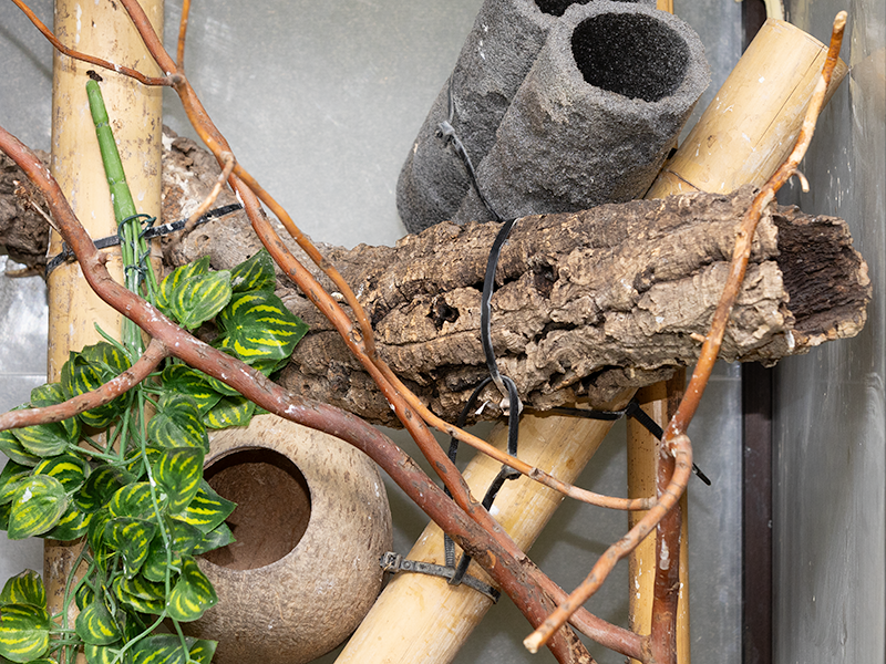 Pagekon řasnatý korek a kokos